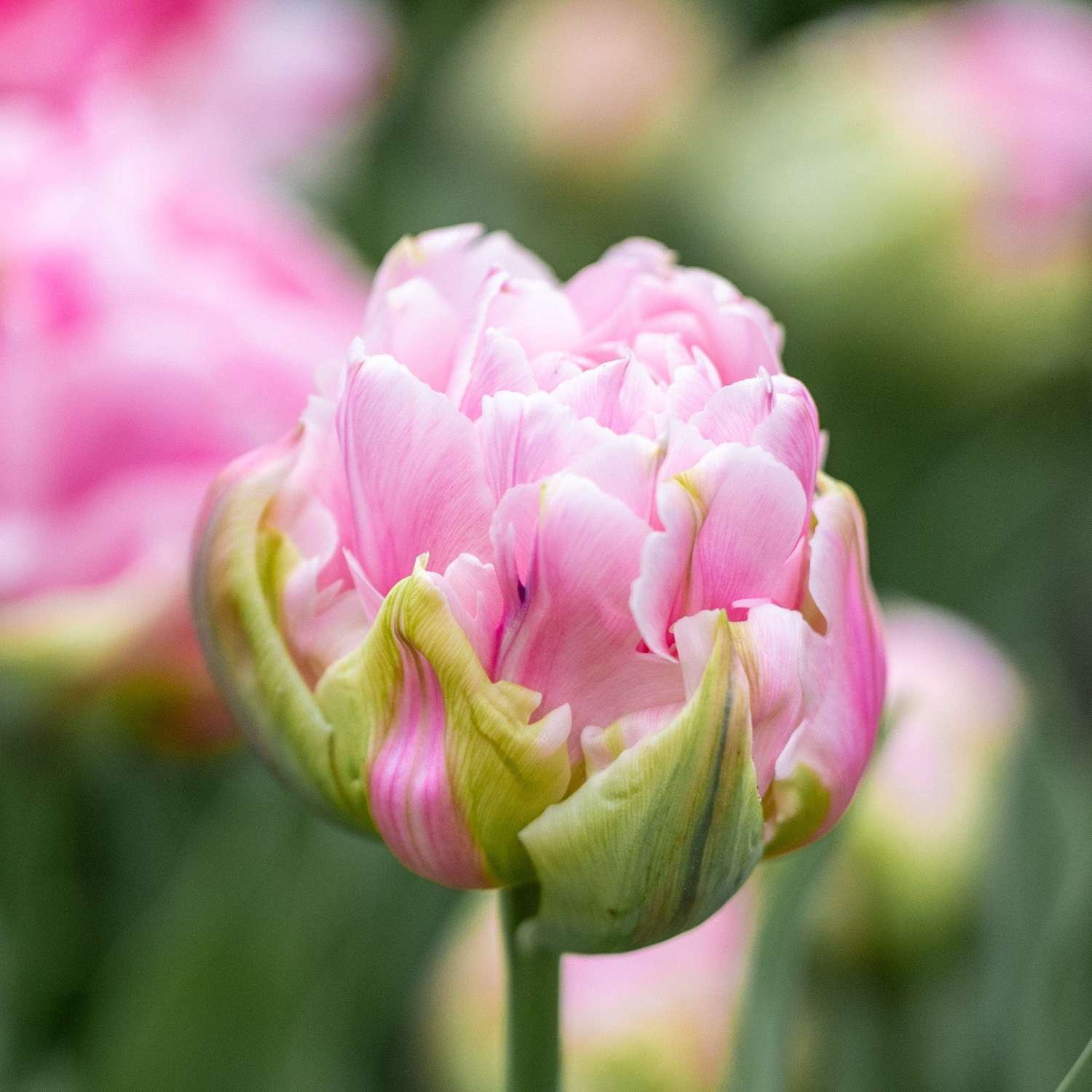 Tulppaani 'Amorosa'